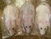 Huge Rat Handmade Glycerin Soap - NEW