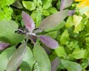 Teas, Herbs & Spices Soap Teas, Herbs & Spices Soap